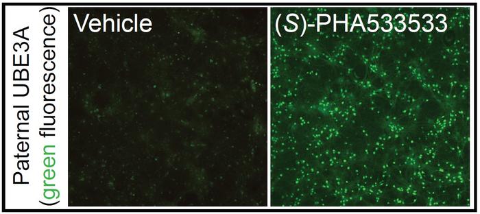 (S)-PHA533533 Turns On the Paternal Gene Copy of UBE3A