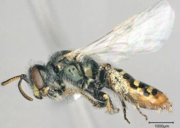 USDA researchers develop near chromosome-level genome for the Mojave poppy bee