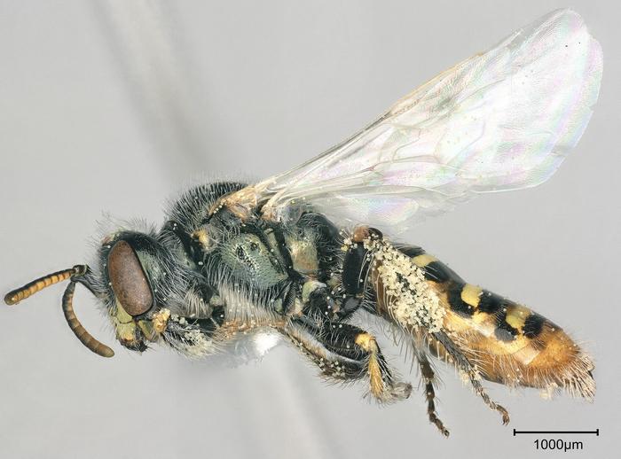 USDA researchers develop near chromosome-level genome for the Mojave poppy bee