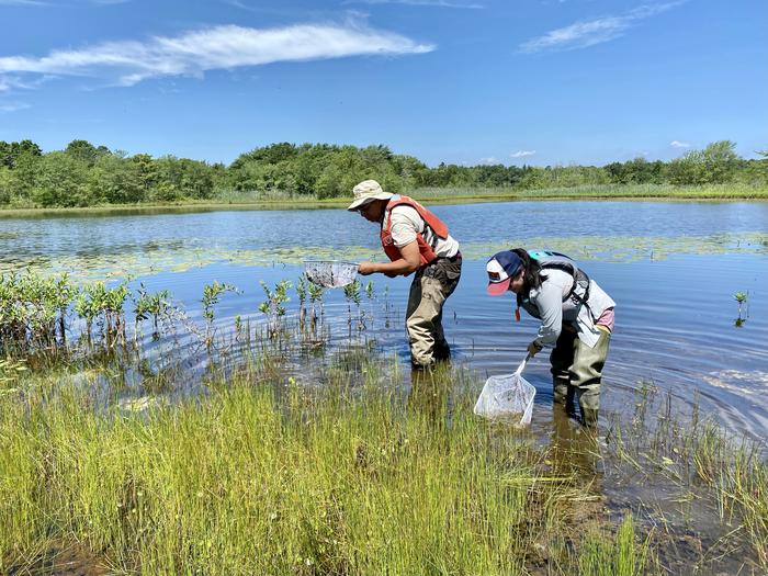 Collecting dragonfly larvae as part of the Dragonfly Mercury Project