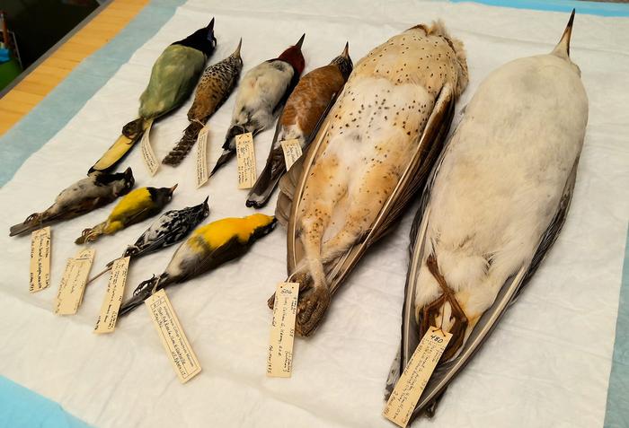 Bird specimens from the UTA collection,