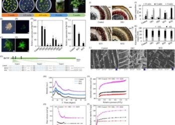 Genetic modification of BpF5H for enhanced quality as a porous carbon resource for methyl orange absorption.