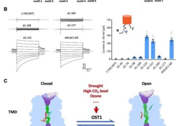 Unlocking secrets of stomatal regulation: Phosphoactivation of SLAC1 in plant