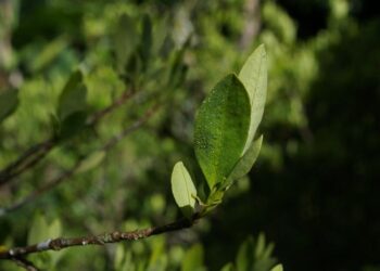 Coca Leaves