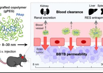 size-tunable PEG-grafted copolymers (gPEGs) for optimizing the passive glioblastoma multiforme (GBM) targeting.