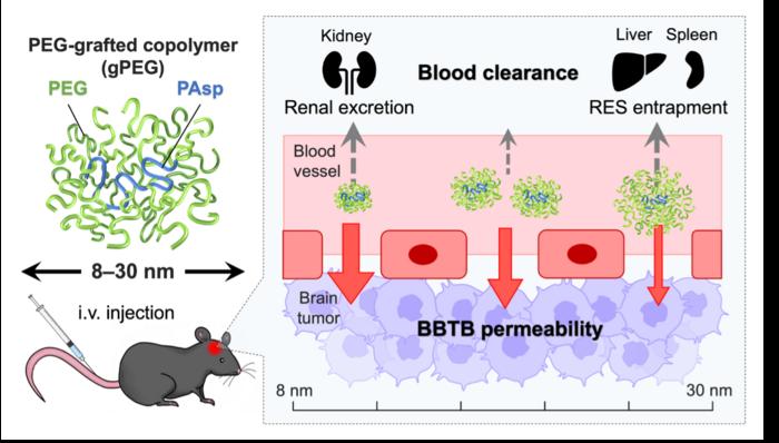 size-tunable PEG-grafted copolymers (gPEGs) for optimizing the passive glioblastoma multiforme (GBM) targeting.