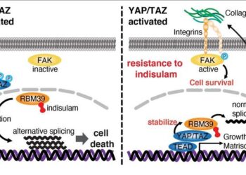 The resistance mechanism of indisulam by YAP/TAZ activation