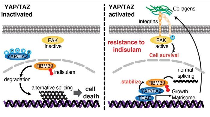 The resistance mechanism of indisulam by YAP/TAZ activation