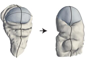 3D surface of the fruit fly wing disc