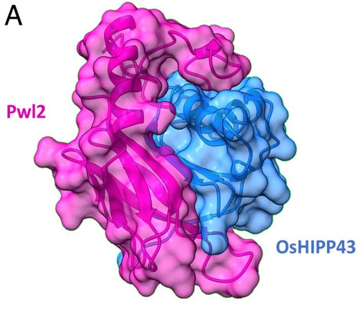 Figure 1 - The crystal structure