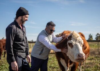 Farmer and researcher with cattle on an Australian farm