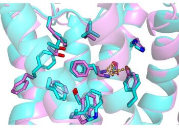 Comparison of the AI model of TAAR1 (turquoise) and a structure of the receptor determined by experiment (purple).