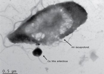 Parasitic Ca. Nha. antarcticus attached to its host