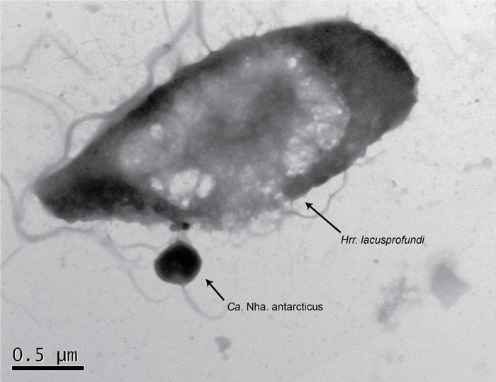 Parasitic Ca. Nha. antarcticus attached to its host