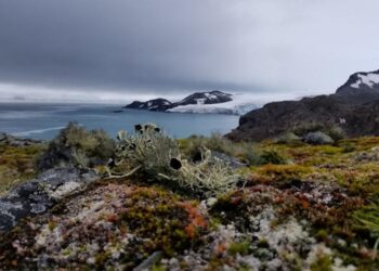 Antarctic-wide survey of plant life to aid conservation efforts