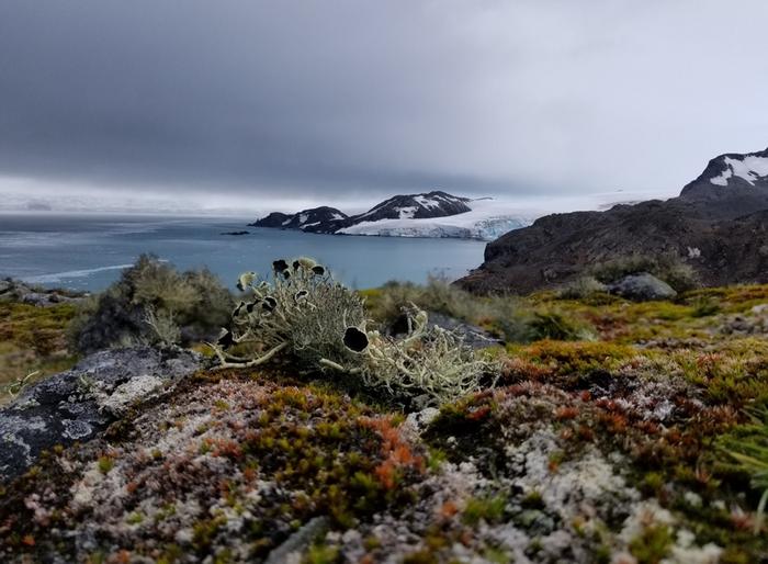 Vegetation in Antarctica is dominated by lichen and mosses.