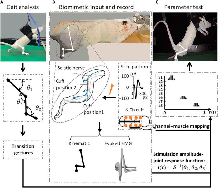 Experimental setup and design.