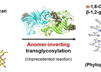 Conversion of linear β-1,2-glucan to cyclic compound