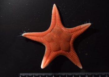 Paragonaster hoeimaruae