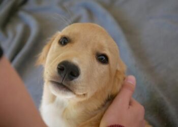 Friendly dog listens