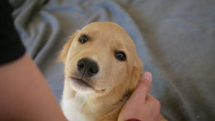 Friendly dog listens