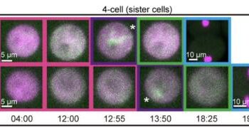 Chromosome copying errors in the 4-cell stage embryo