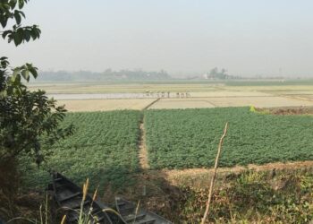 Climate anomalies may play a major role in driving cholera pandemics