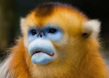 Male golden snub-nosed monkey