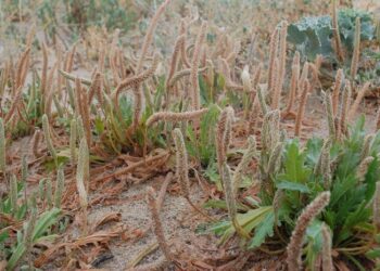 Buck's horn plantain (Plantago coronopus)