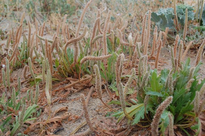 Buck's horn plantain (Plantago coronopus)