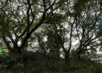 Common tree in São Paulo (Brazil) tolerates extreme drought and can help mitigate adverse effects of climate change