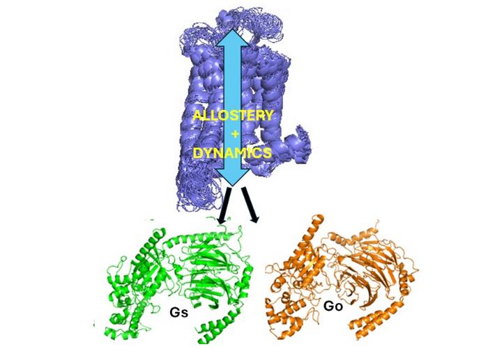 Figure 1.GPCR dynamics