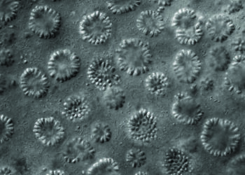 Creature the size of a dust grain found hiding in