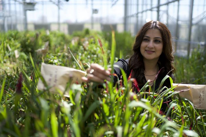 Danforth Center Assistant Member Nadia Shakoor, PhD