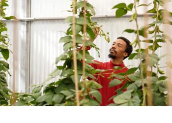 Kevin Cox, PhD, Donald Danforth Plant Science Center Assistant Member