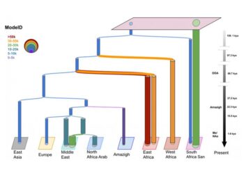 Demographics of north African human populations unravelled using genomic data