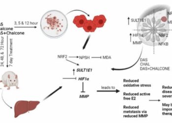 Dialyl-sulfide and trans-chalcone prevent breast cancer by targeting SULT1E1 and