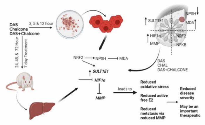 Dialyl-sulfide with trans-chalcone prevent breast cancer prohibiting SULT1E1 malregulations and oxidant-stress induced HIF1a-MMPs induction