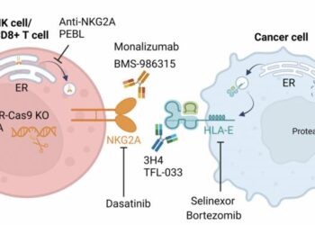 Strategies to disrupt NKG2A:HLA-E interactions for improved anti-cancer immunity
