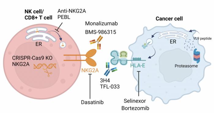 Strategies to disrupt NKG2A:HLA-E interactions for improved anti-cancer immunity