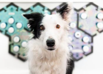 B&W dog and soundboard