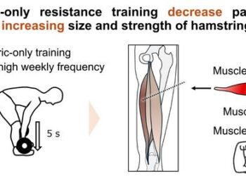 Effects of eccentric-only resistance training on hamstring muscle stiffness, size, and strength