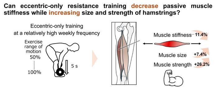 Effects of eccentric-only resistance training on hamstring muscle stiffness, size, and strength