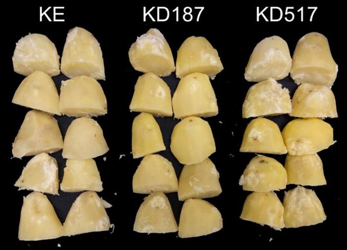 Cooking quality test of five tubers of each line from the field trial in 2023.