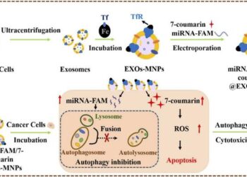 ENGINEERED EXOSOME-BASED DRUG DELIVERY SYSTEM FOR SYNERGISTIC CANCER THERAPY VIA AUTOPHAGY INHIBITION AND CHEMOTHERAPY