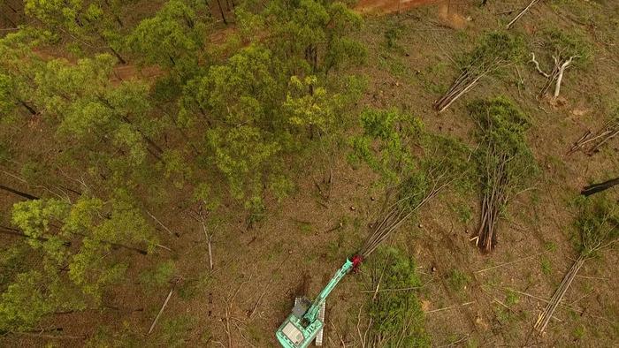 Tree by tree land clearing