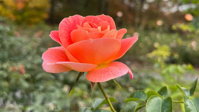 NY Botanical Garden Rose