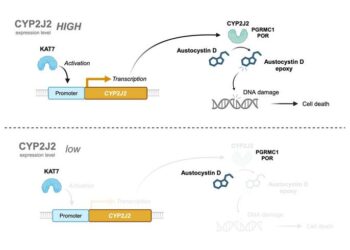 A model explaining the mechanism of cellular injury caused by austocystin D