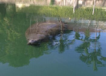 Monitoring Manatees