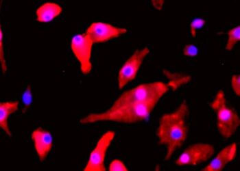 Natural Killer Cells